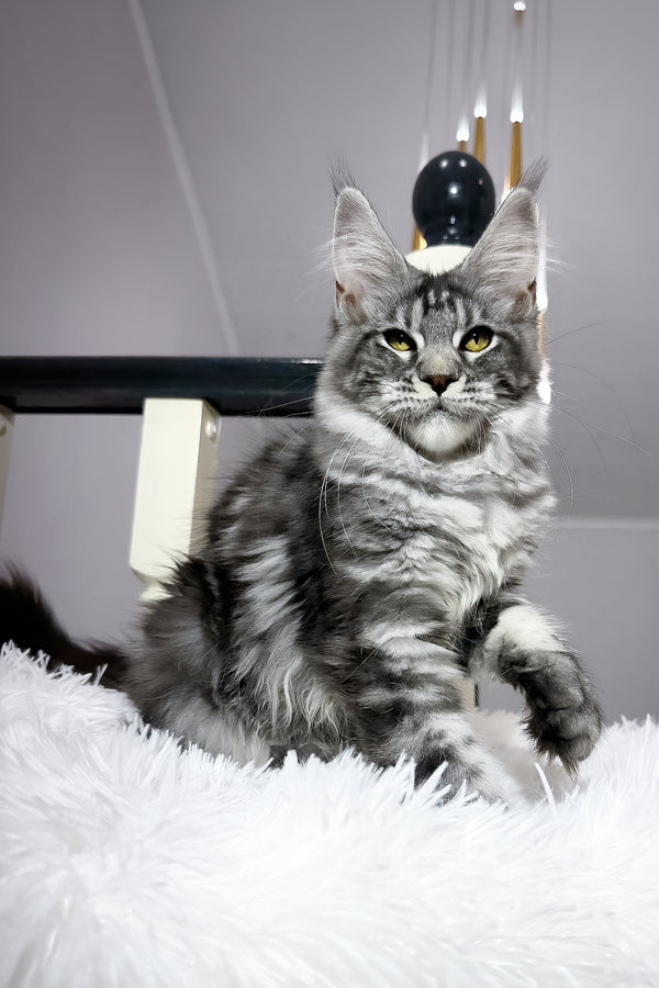Alpha | Maine Coon Kitten