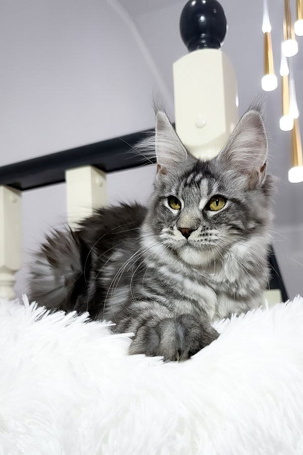 Alpha | Maine Coon Kitten