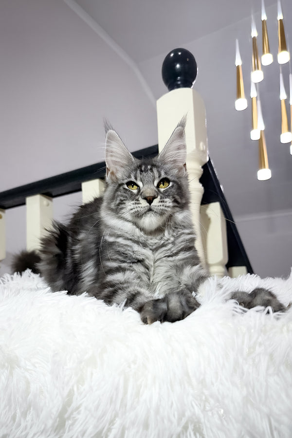 Alpha | Maine Coon Kitten