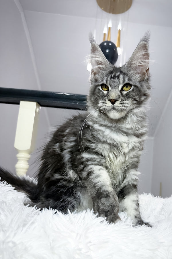 Alpha | Maine Coon Kitten