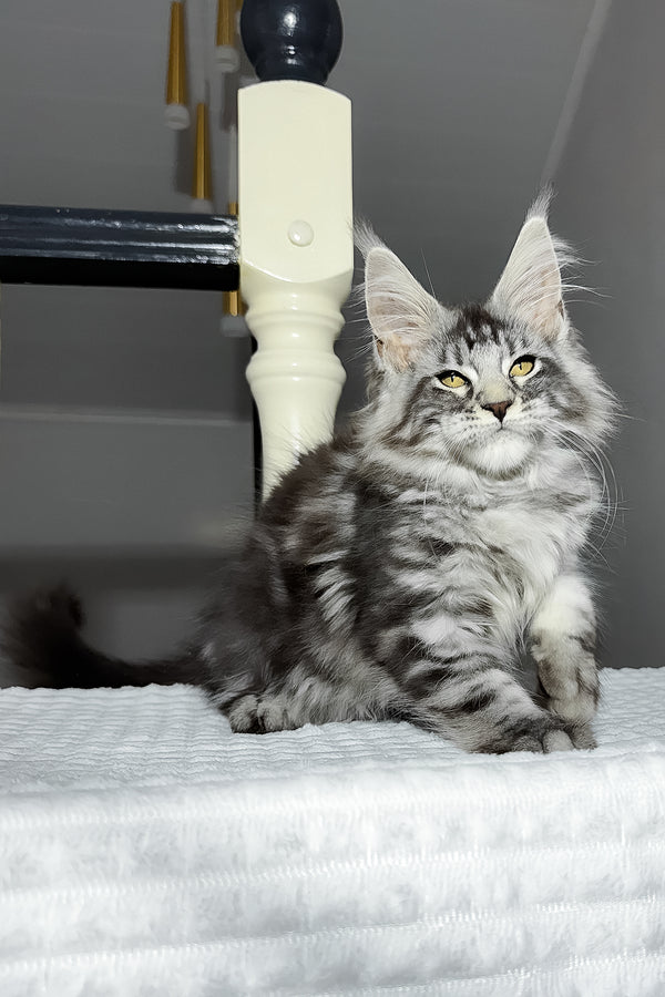 Alpha | Maine Coon Kitten