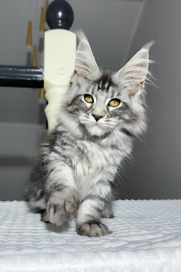 Alpha | Maine Coon Kitten