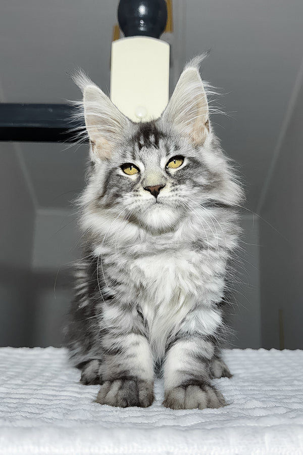 Alpha | Maine Coon Kitten