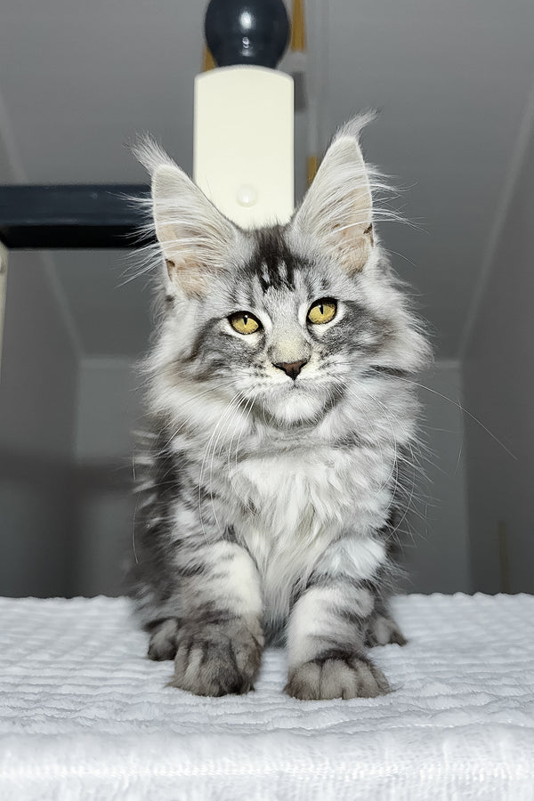 Alpha | Maine Coon Kitten