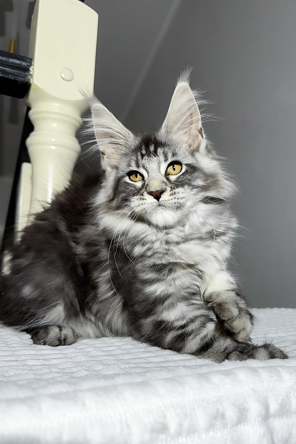 Alpha | Maine Coon Kitten