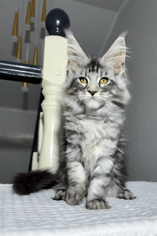 Alpha | Maine Coon Kitten