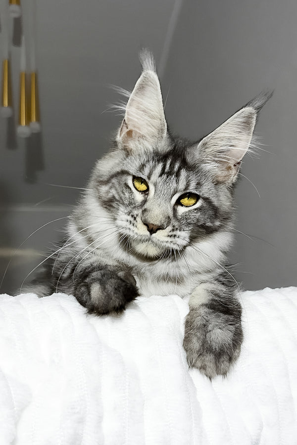 Alpha | Maine Coon Kitten
