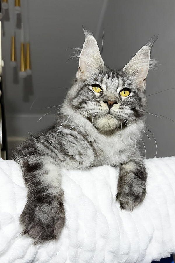 Alpha | Maine Coon Kitten