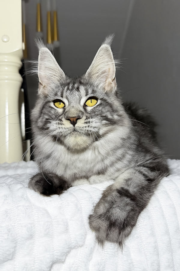 Alpha | Maine Coon Kitten