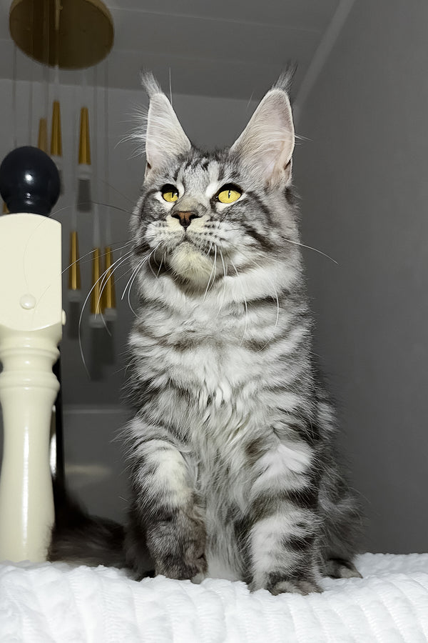 Alpha | Maine Coon Kitten