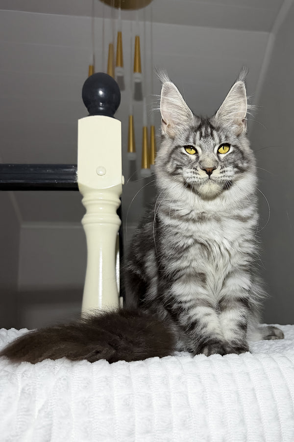 Alpha | Maine Coon Kitten