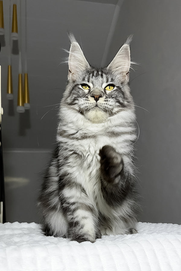 Alpha | Maine Coon Kitten