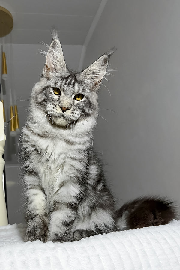 Alpha | Maine Coon Kitten