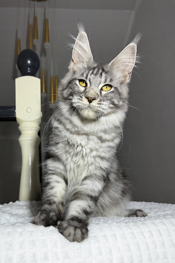 Alpha | Maine Coon Kitten