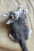 Alvaro | Maine Coon Kitten