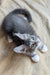 Alvaro | Maine Coon Kitten