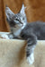 Alvaro | Maine Coon Kitten