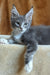 Alvaro | Maine Coon Kitten