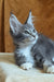 Alvaro | Maine Coon Kitten