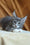 Alvaro | Maine Coon Kitten
