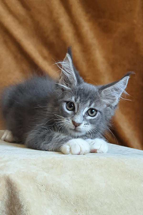 Alvaro | Maine Coon Kitten