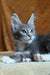 Alvaro | Maine Coon Kitten