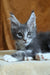 Alvaro | Maine Coon Kitten