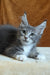 Alvaro | Maine Coon Kitten