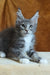 Alvaro | Maine Coon Kitten