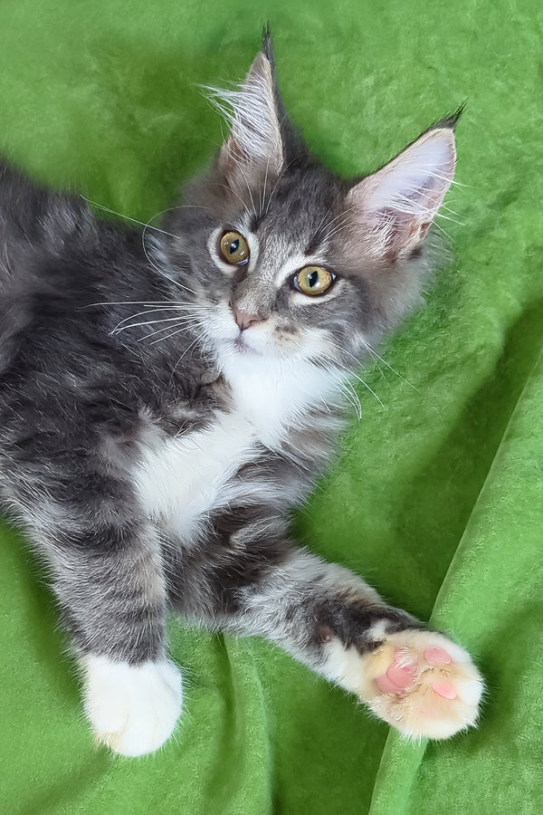 Alvaro | Maine Coon Kitten