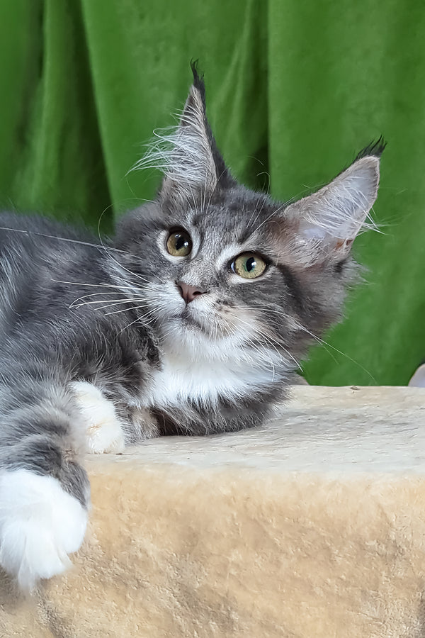 Alvaro | Maine Coon Kitten