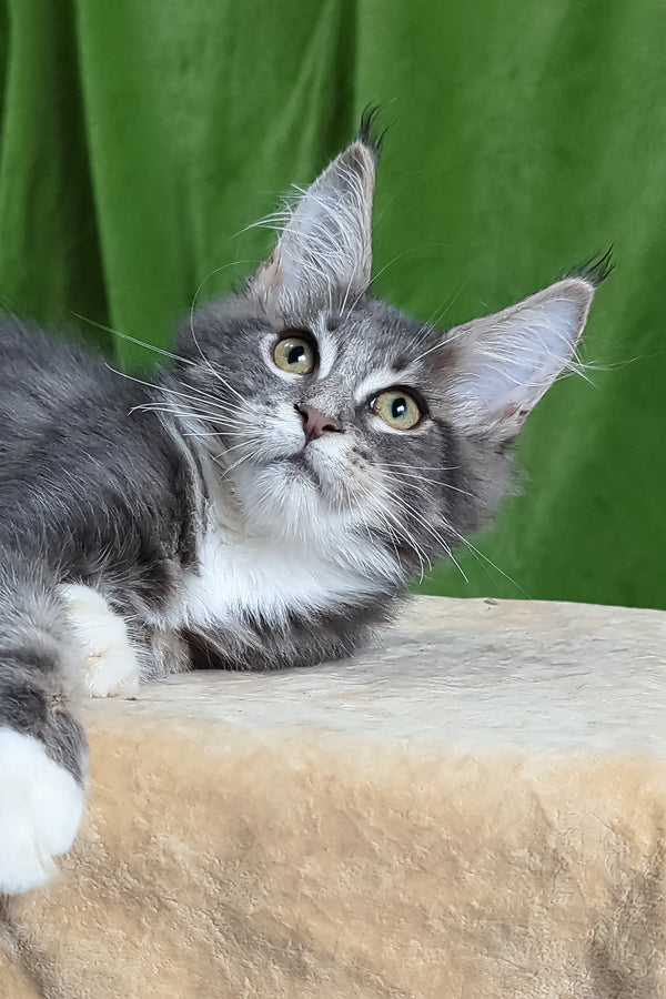 Alvaro | Maine Coon Kitten