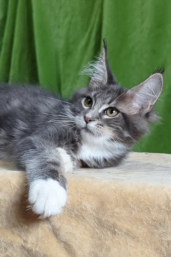 Alvaro | Maine Coon Kitten
