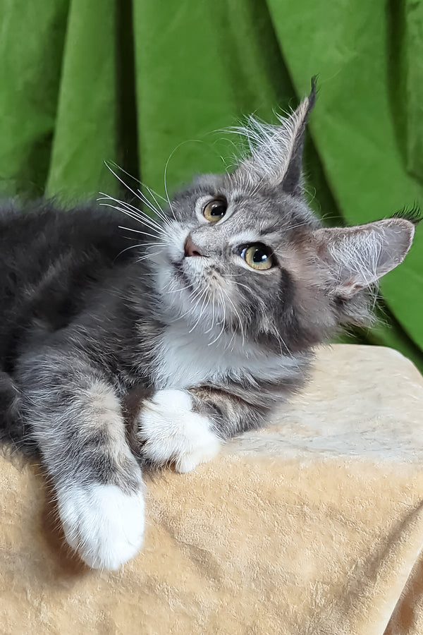 Alvaro | Maine Coon Kitten