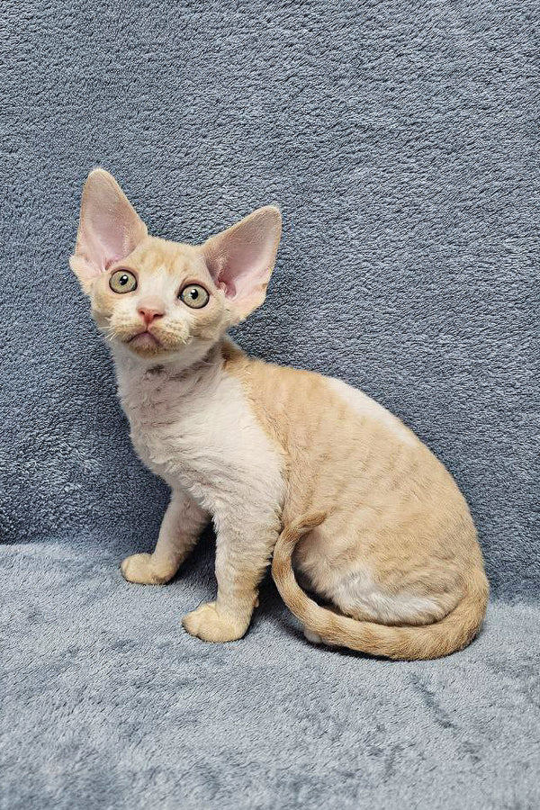 Adorable Alvin: your Perfect Devon Rex Kitten – Purebred Kitties