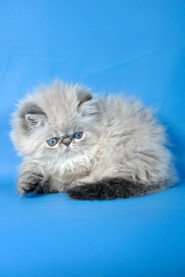 Alvin | Persian Kitten