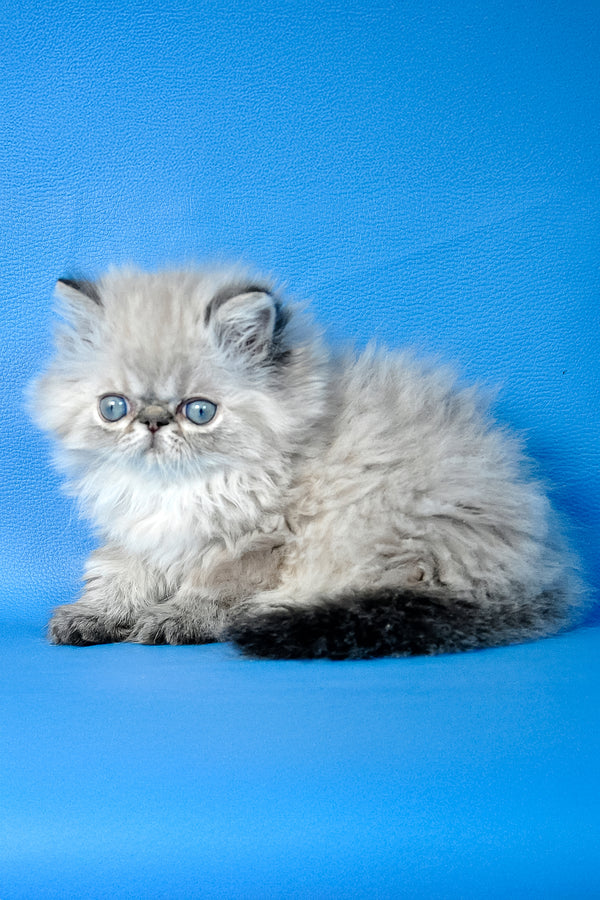 Alvin | Persian Kitten