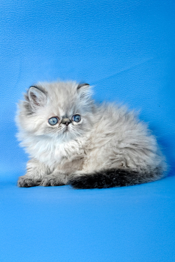 Alvin | Persian Kitten