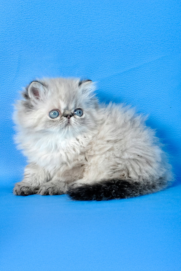 Alvin | Persian Kitten