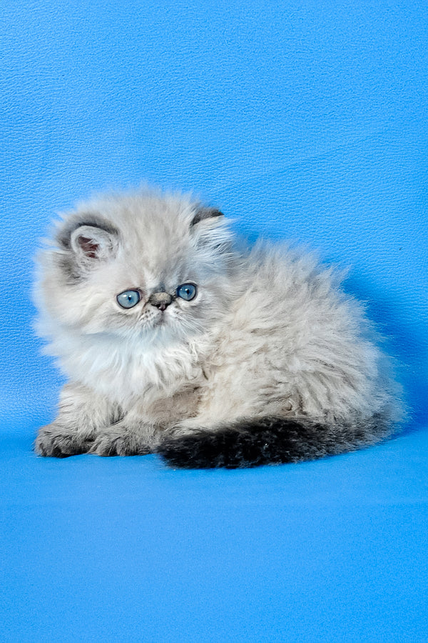 Alvin | Persian Kitten