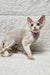 Alvin | Devon Rex Kitten