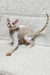 Alvin | Devon Rex Kitten