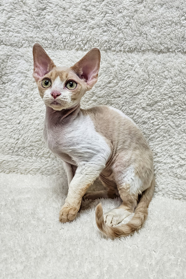 Alvin | Devon Rex Kitten