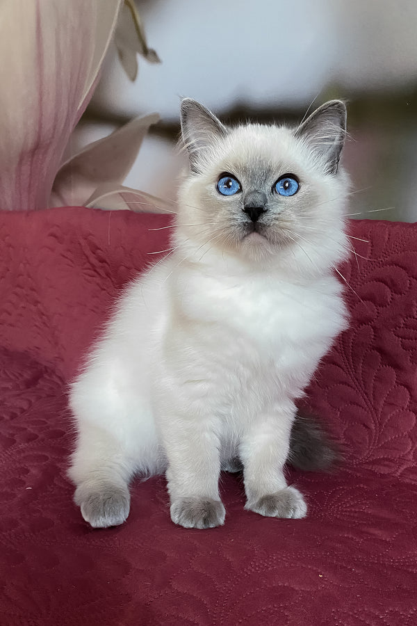 Amaliya | Ragdoll Kitten