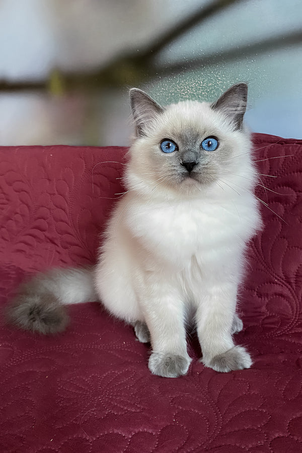 Amaliya | Ragdoll Kitten