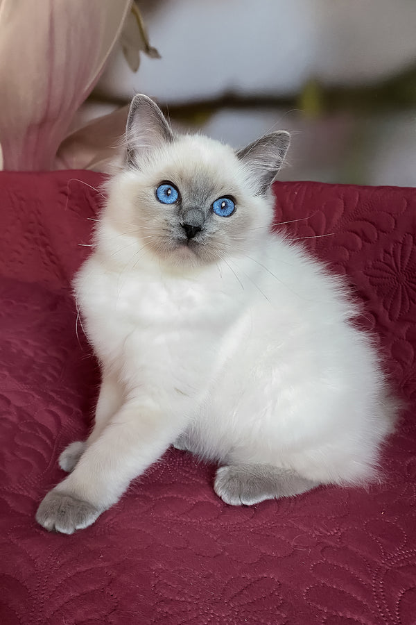 Amaliya | Ragdoll Kitten