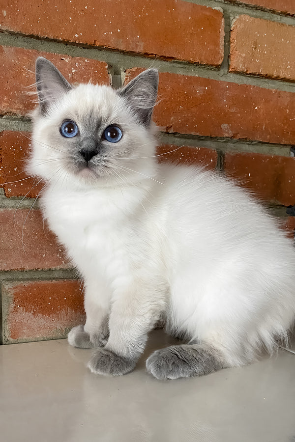 Amaliya | Ragdoll Kitten