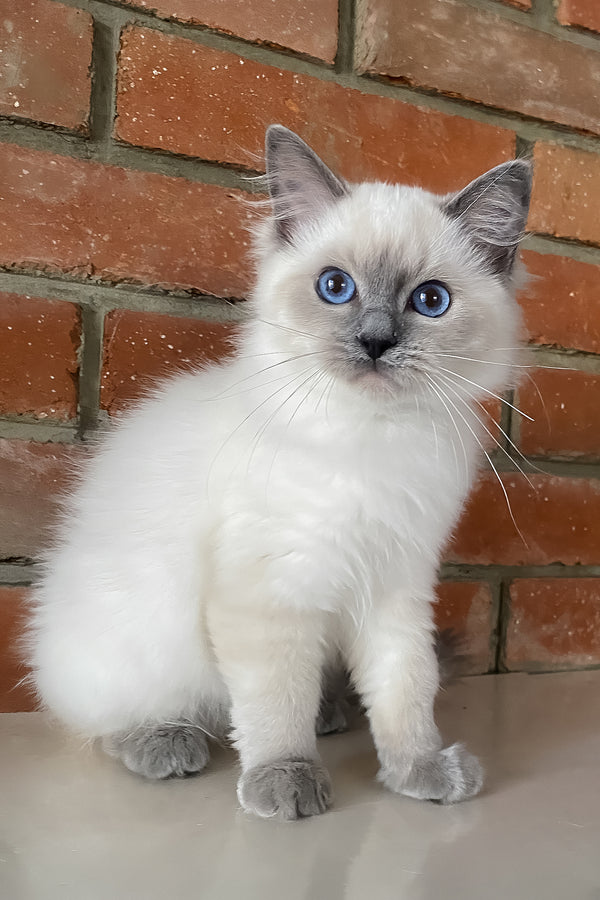 Amaliya | Ragdoll Kitten