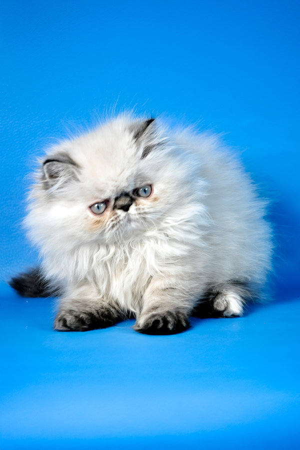 Amanda | Persian Kitten