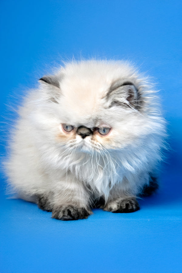 Amanda | Persian Kitten